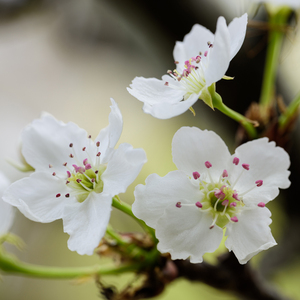 宝宝胸罩脱了让我揉揉你的奶头
